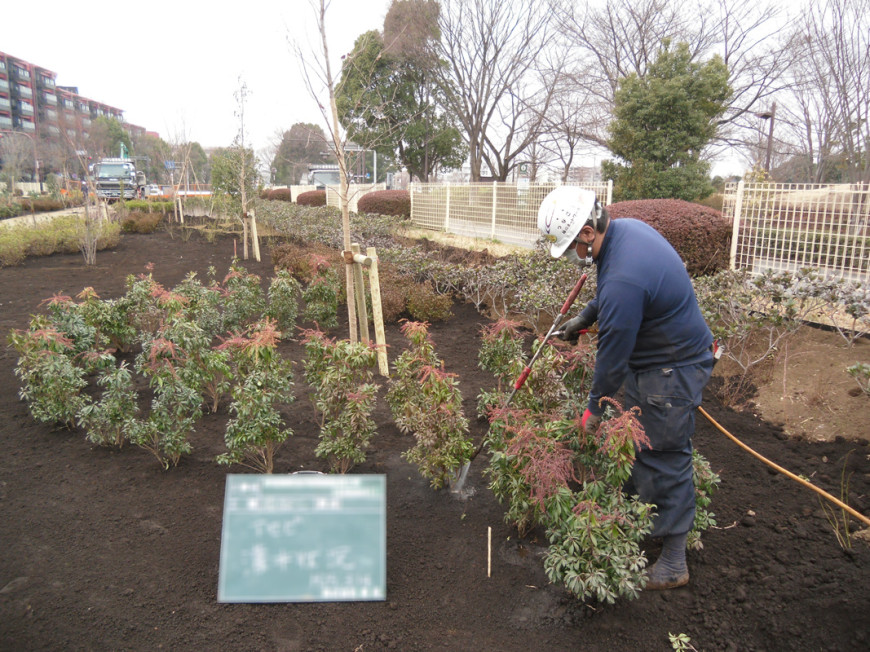 歩道舗装及び街路樹植栽工事